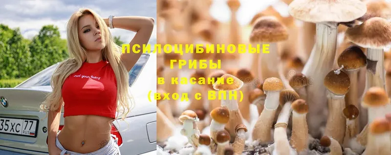 сколько стоит  Яровое  МЕГА зеркало  Псилоцибиновые грибы Psilocybe 